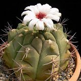 Gymnocalycium pflanzii ssp. argentinense muy robusta JL1965.JPG